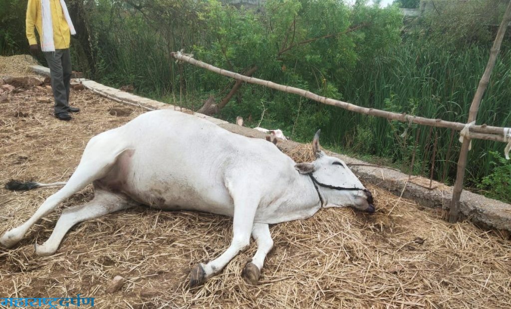 “दुष्काळात तेरावा महिना ”  खंडाळा येथे विज पडुन शेतक-यांचा बैल ठार