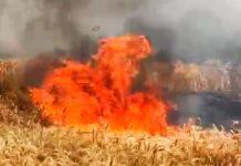 टेकाडी शिवारात भीषण आग; शंभर एकरातील गव्हाचे पीक राख कष्टाचा घाम जळाला, शेतकऱ्यांच्या डोळ्यात अश्रू; तातडीच्या मदतीची मागणी