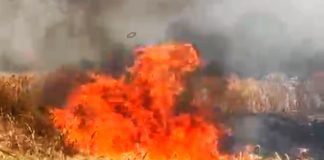 टेकाडी शिवारात भीषण आग; शंभर एकरातील गव्हाचे पीक राख कष्टाचा घाम जळाला, शेतकऱ्यांच्या डोळ्यात अश्रू; तातडीच्या मदतीची मागणी