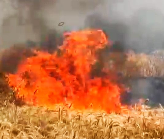 टेकाडी शिवारात भीषण आग; शंभर एकरातील गव्हाचे पीक राख कष्टाचा घाम जळाला, शेतकऱ्यांच्या डोळ्यात अश्रू; तातडीच्या मदतीची मागणी