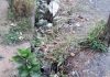 पावसाळ्यापूर्वी मुळ गोंडेगावच्या नाल्यांची स्वच्छता करा सांडपाणी तुंबल्याने ग्रामस्थांमध्ये चिंता; ग्रामपंचायतीकडे लेखी निवेदन